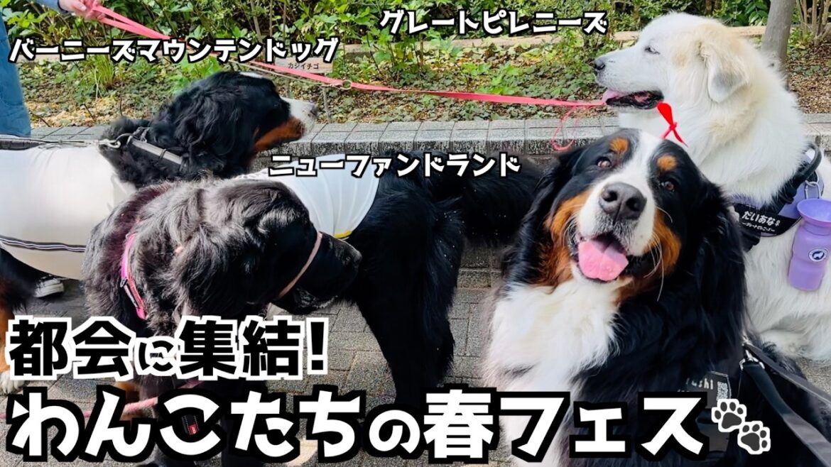 バーニーズが行く‼️代々木公園のわんわんカーニバル🐾 バーニーズが行く‼️代々木公園のわんわんカーニバル🐾