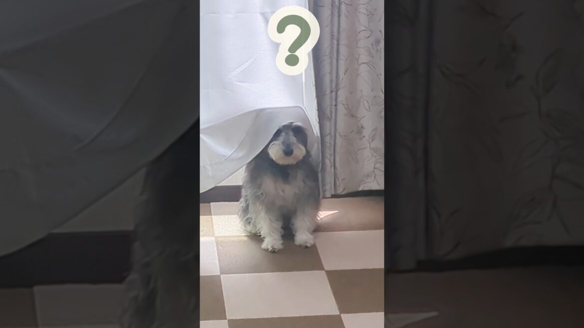 ハンディ掃除機がこわい #miniatureschnauzer #schnauzer #dog #ミニチュアシュナウザー #シュナウザー #犬のいる暮らし