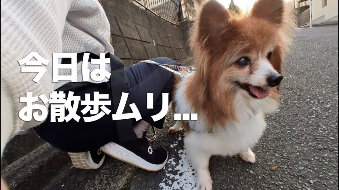 保護犬パピヨンの3日目。今日は歩かず