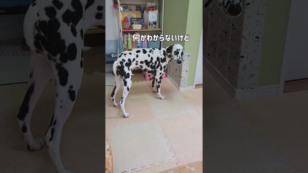 自分より大きい相手を陰ながら心配する#保護猫 #子猫 #ダルメシアン#おもしろ #shorts