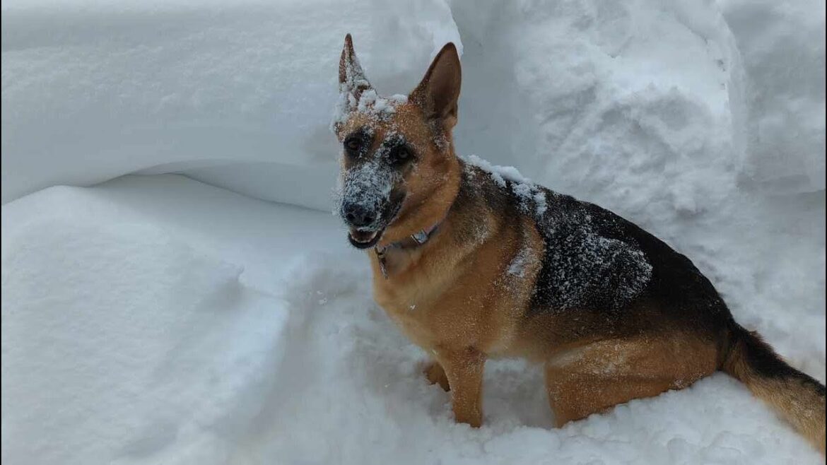 雪を掘る幸せそうなジャーマン・シェパード犬❄️