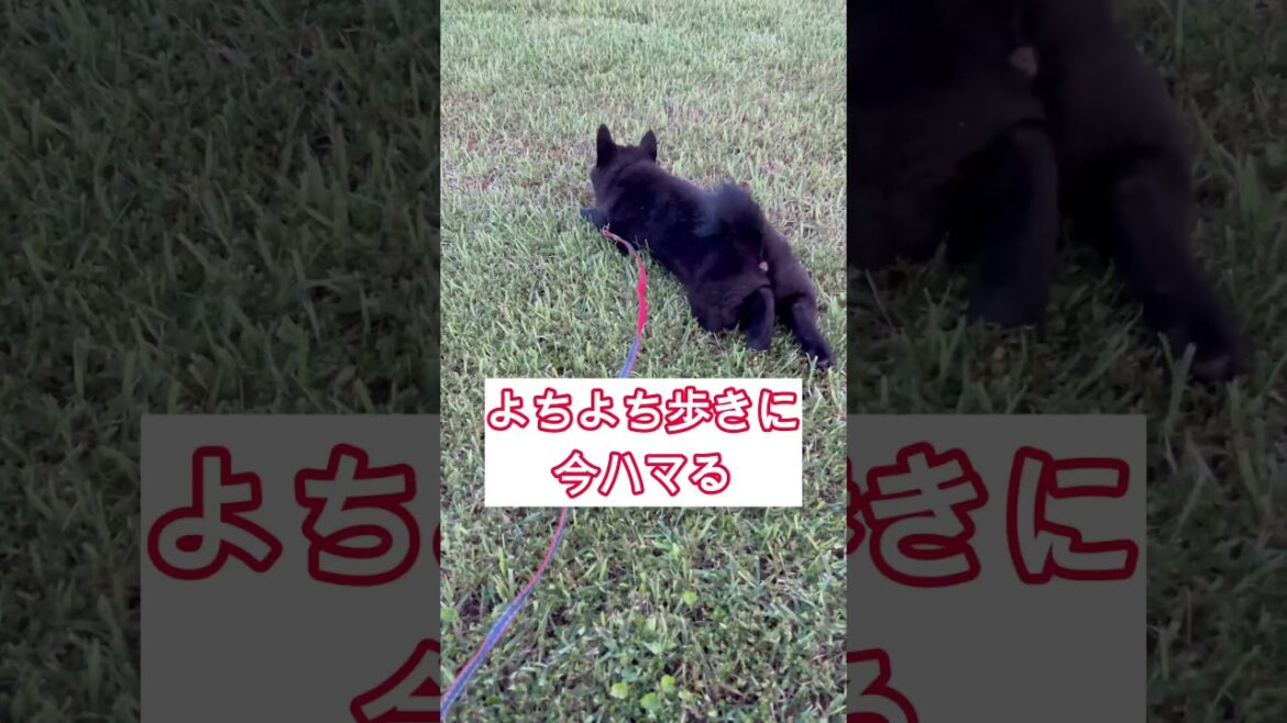 ラッパーが散歩する子犬。#スキッパーキ #AI #台本