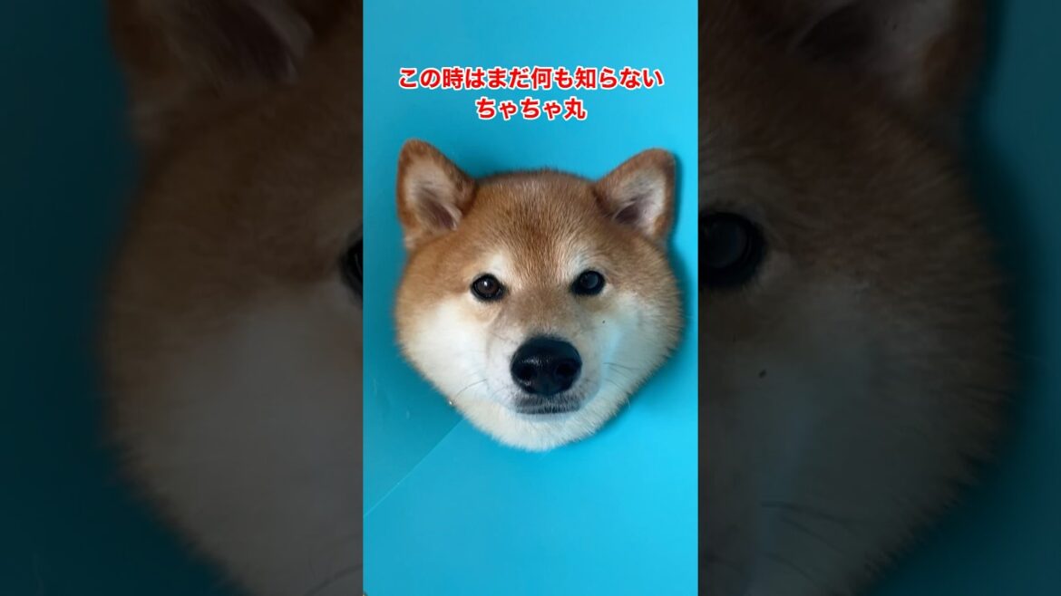 注射を打たれ凹む柴犬