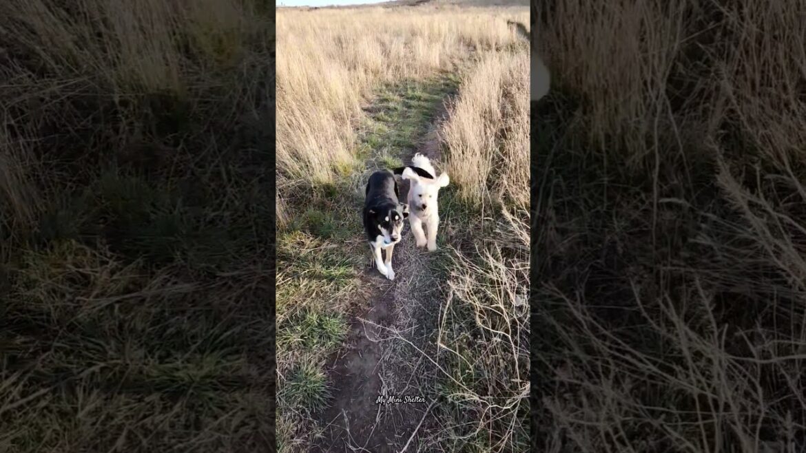 Senior Rescue Dog's FIRST Off-Leash Adventure With Her Best Friend! | #Shorts #Dogs #OffLeash