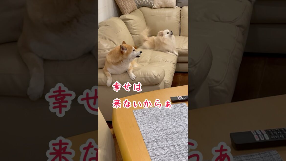 春一番 柴犬とポメラニアンshorts