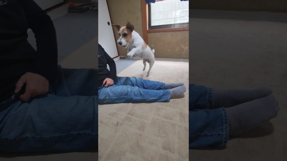 春の体力測定をする犬#ジャックラッセルテリア #jackrussellterrier #shorts