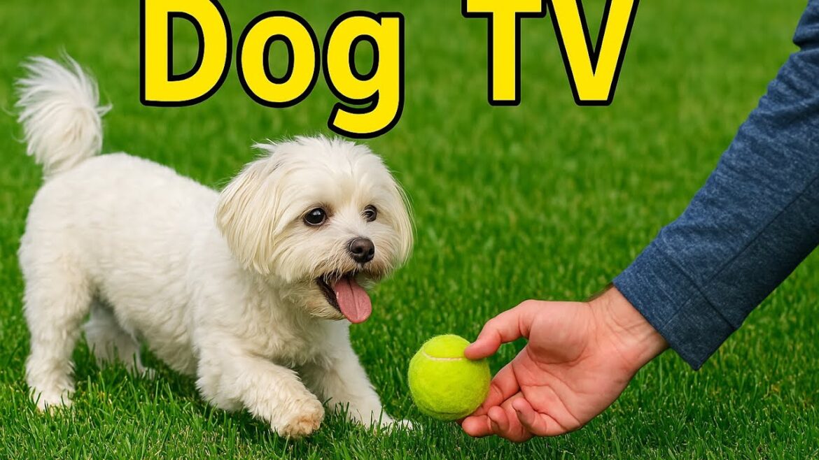 Dog TV | Milo Finds a Ball 🥎 But does he play ball 🤔