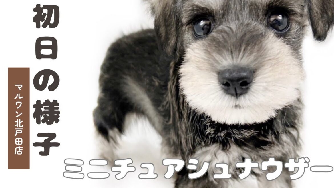 【2025.04.15】入店初日から社交性抜群のミニチュアシュナウザー 子犬 女の子が登場！