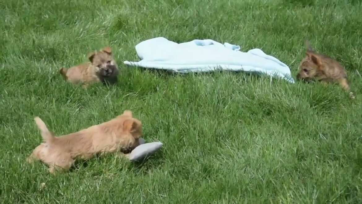 Cairn Terrier Puppies For Sale