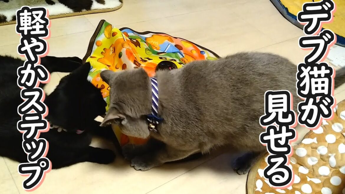 【保護猫】軽やかなステップで遊ぶデブ猫（ブリティッシュショートヘア）【ねこのいる暮らし】