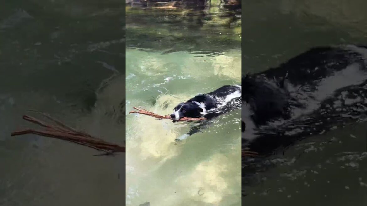 Dog found a spring to take a quick swim near Destin, Florida. #dog #doglover #dogshorts #dogs