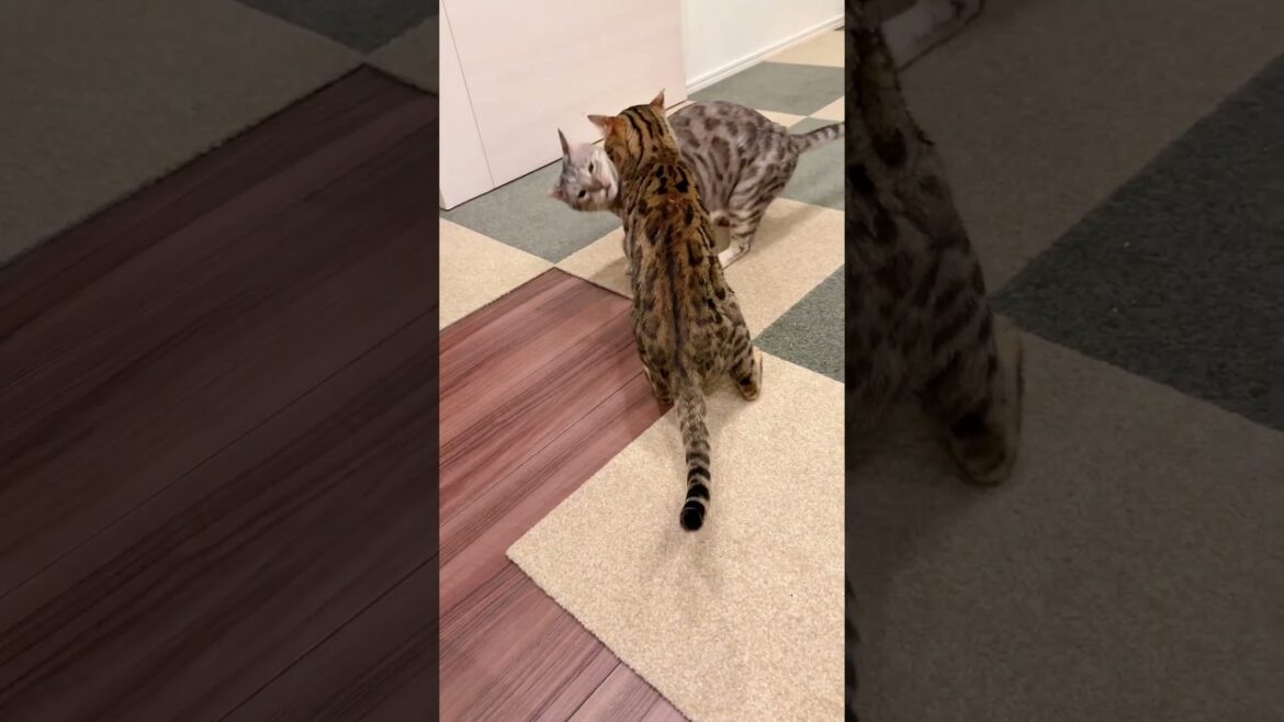 野生の厳しさを知らない猫達による手より口ばかり出る喧嘩 #ルトロゼ #ベンガル #cat