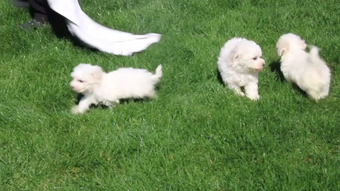 Bichon Frise Puppies For Sale
