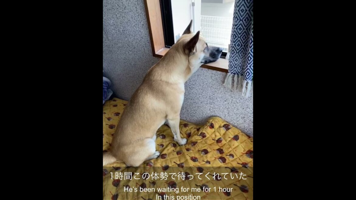 ○○日振りに実家のマリノアシェパードに会ってきた | It’s been a long time to see Malinois Shepard
