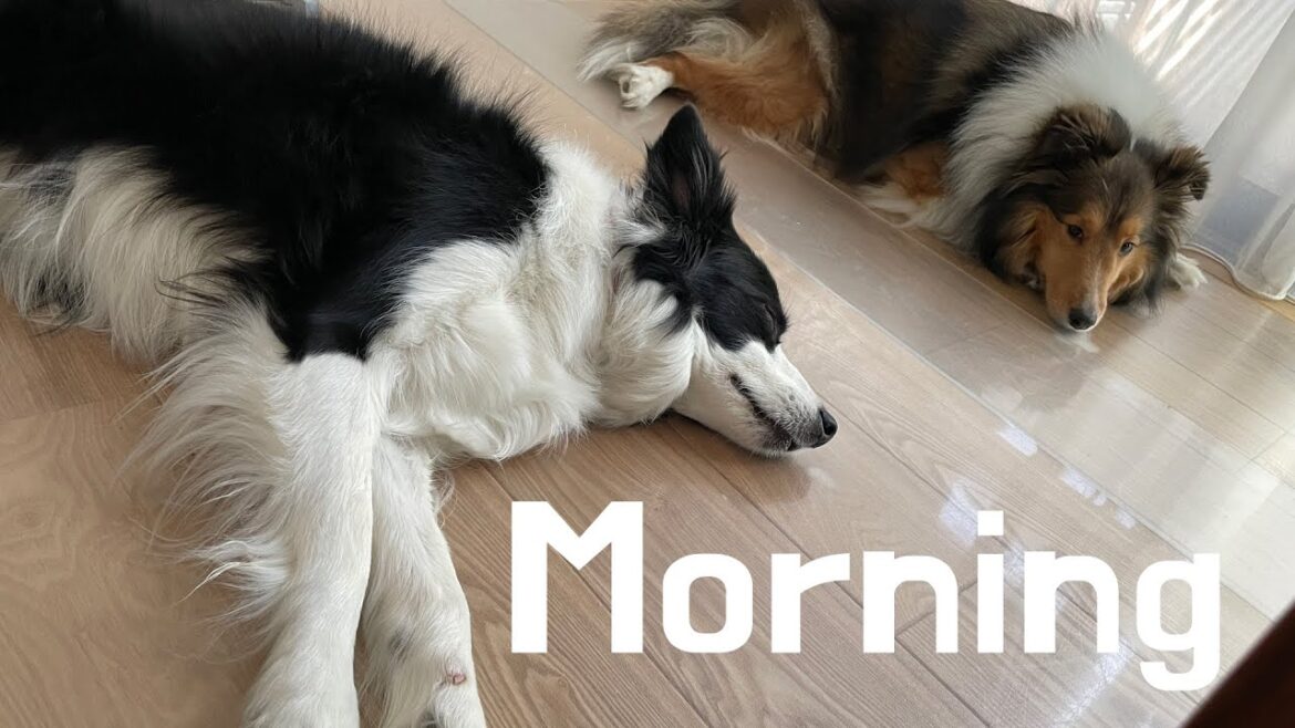 多頭飼いの朝　#犬 #可愛い #sheltie #bordercollie #シェルティ #シェットランドシープドッグ #ボーダーコリー #癒し #かわいい #shetlandsheepdog