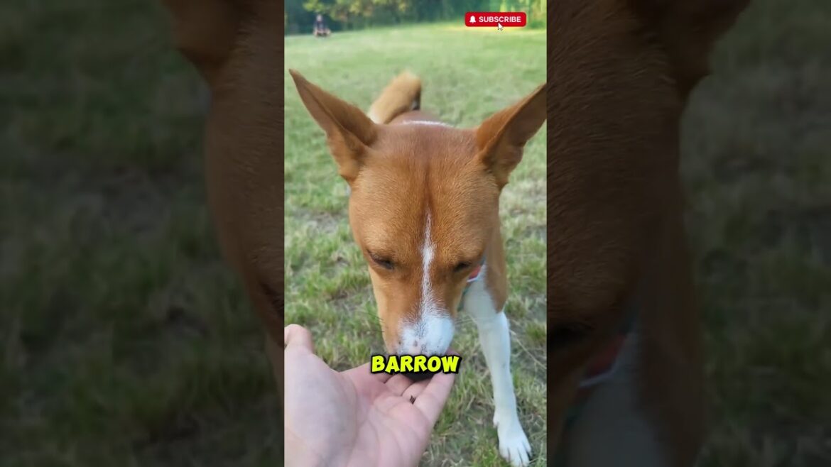 Basenji – The Barkless Thinker.