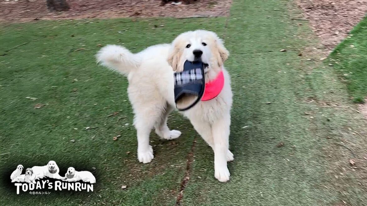 何かを持ち出せば楽しい鬼ごっこが始まると学習しはじめたリリーです　Great Pyrenees　グレートピレニーズ