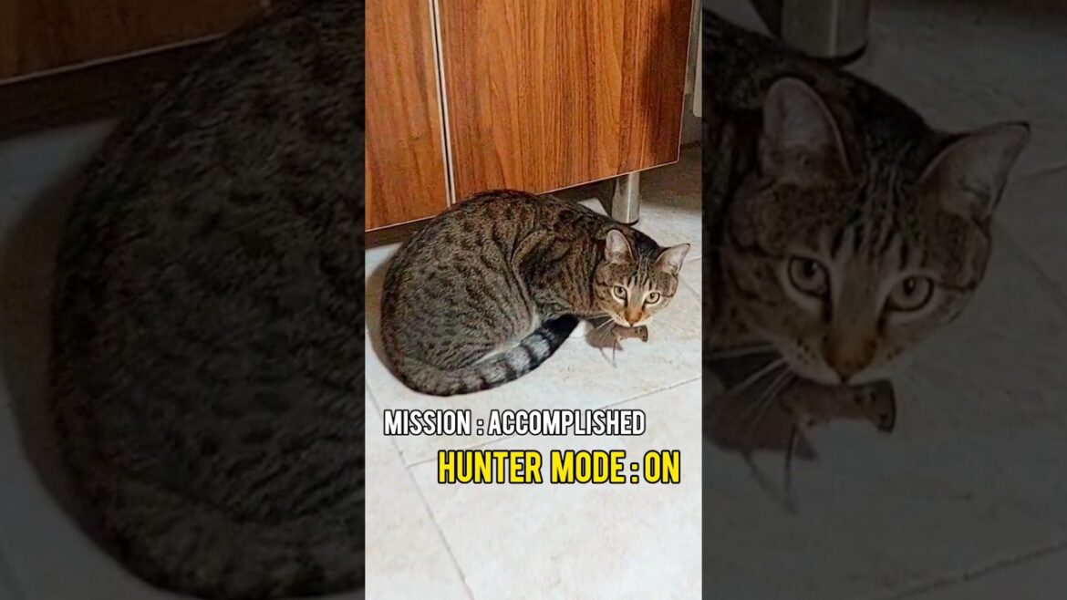 House Cat Turns Wild: Pirooz’s Epic Mouse Catch! 😺 House Cat Turns Wild: Pirooz’s Epic Mouse Catch! 😺