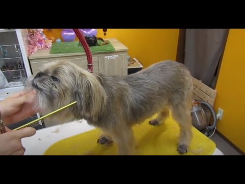 甘えたさんなブリュッセルグリフォンくん|八尾市のペットサロンデューク 甘えたさんなブリュッセルグリフォンくん|八尾市のペットサロンデューク