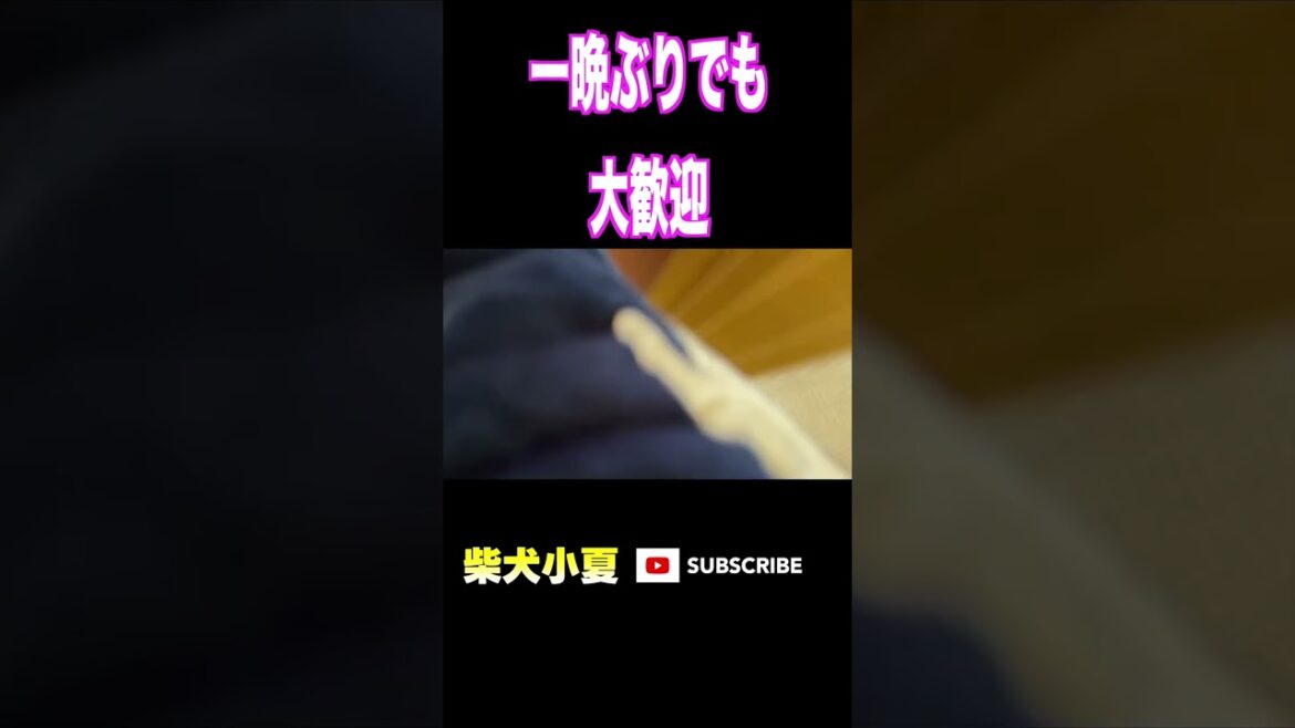 一晩ぶりでも大歓迎　#神戸 #柴犬 #癒し