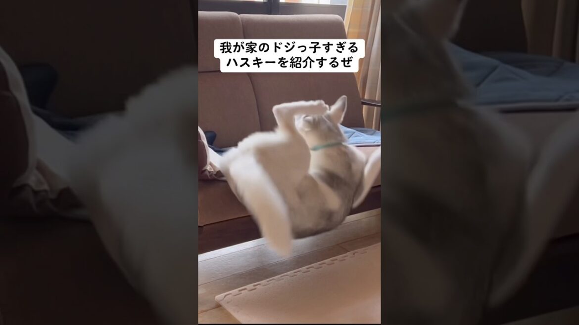 我が家のドジっ子すぎるハスキーを紹介するぜ #shorts