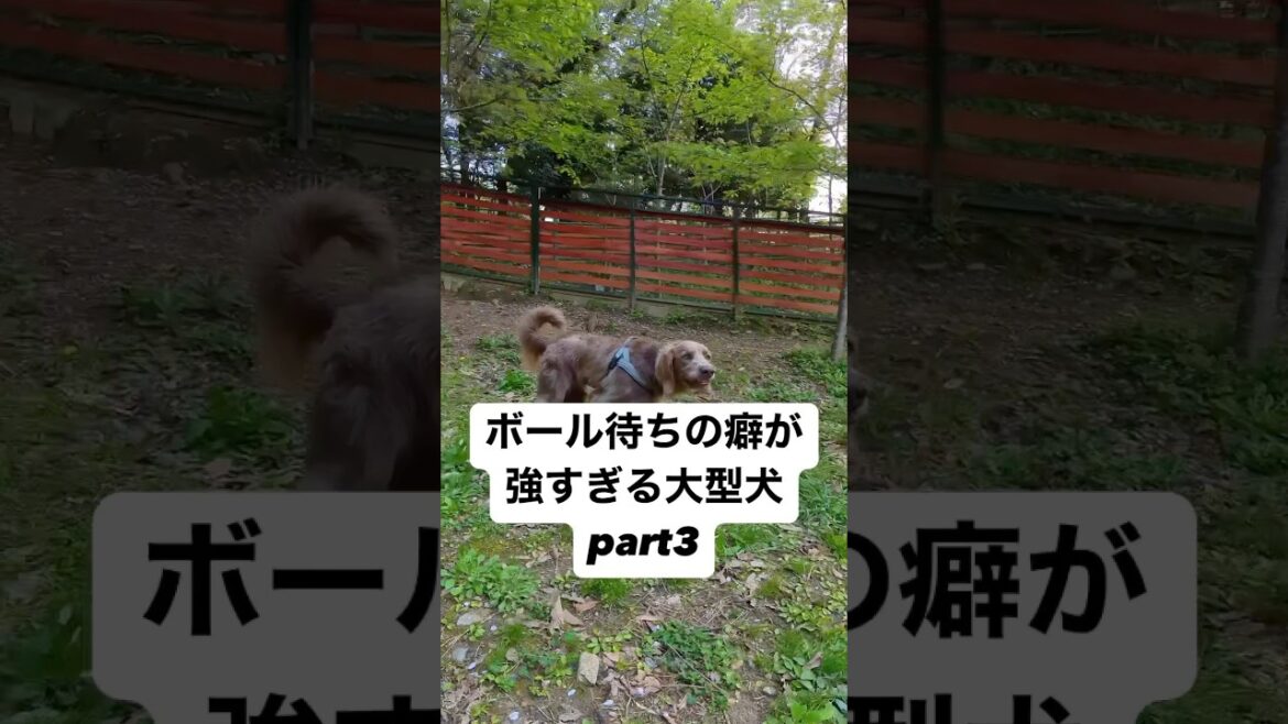 ボール待ちの癖が強すぎる大型part3 #大型犬 #犬のいる暮らし #ワイマラナー#ワイマラナーロングヘアード #dog#wiemaraner #shorts #ルルちゃんのルンルンちゃんねる