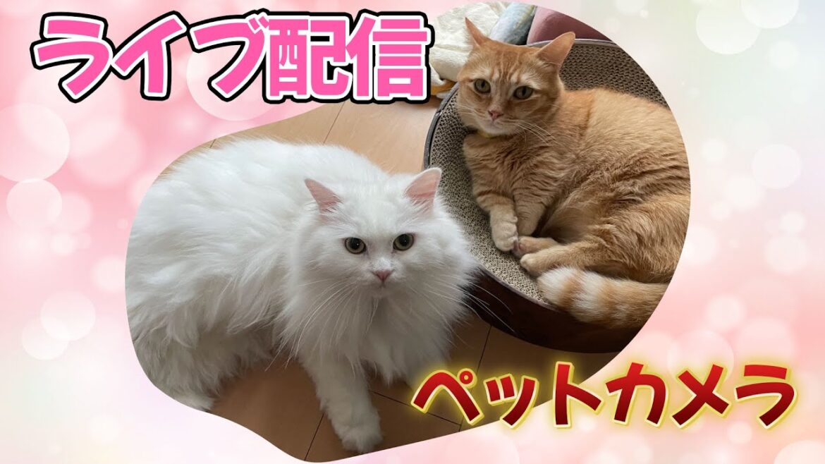 【ペットカメラ】2025.04.18　早朝～カメラに映るかな？　#ペットカメラ #ねこのいる暮らし #live  #マンチカン短足  #ラガマフィン #白猫