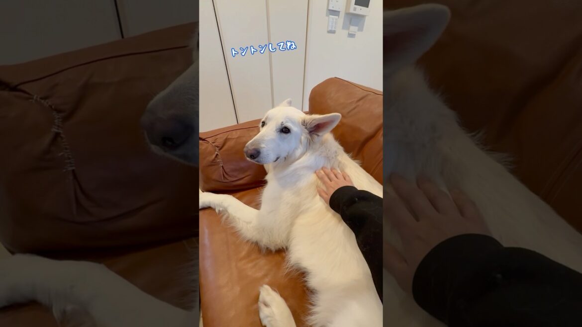 甘えた大型犬の寝る用意はママのお隣で【ホワイトシェパード】　#shorts