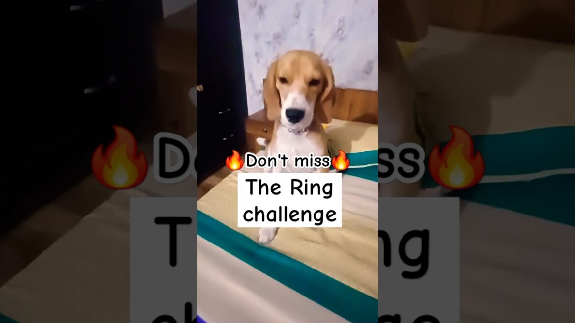 Are you ready for the ring challenge. 🔥 💯 #beagle #dog