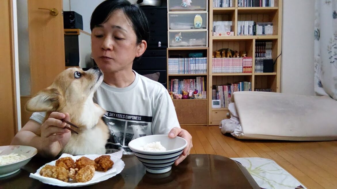 今日のご飯「唐揚げと竜田揚げ」【ちょび】【コーギー×ペキニーズ】