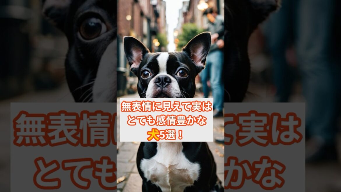 無表情に見えて実は感情豊かすぎる犬5選！ #shorts #いぬのきもち #犬のいる生活 #雑学