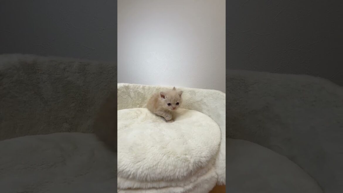 セルカークレックス クリームタビーの男の子🐣♪