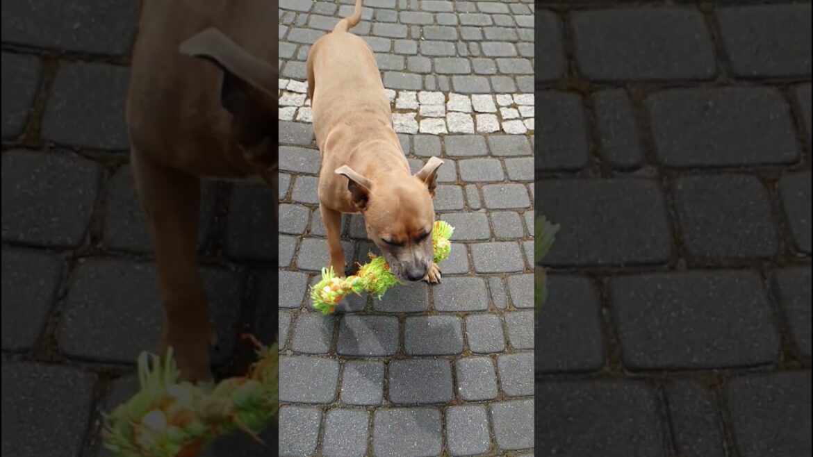 Amstaff and his favorite toy - a ragged rope.