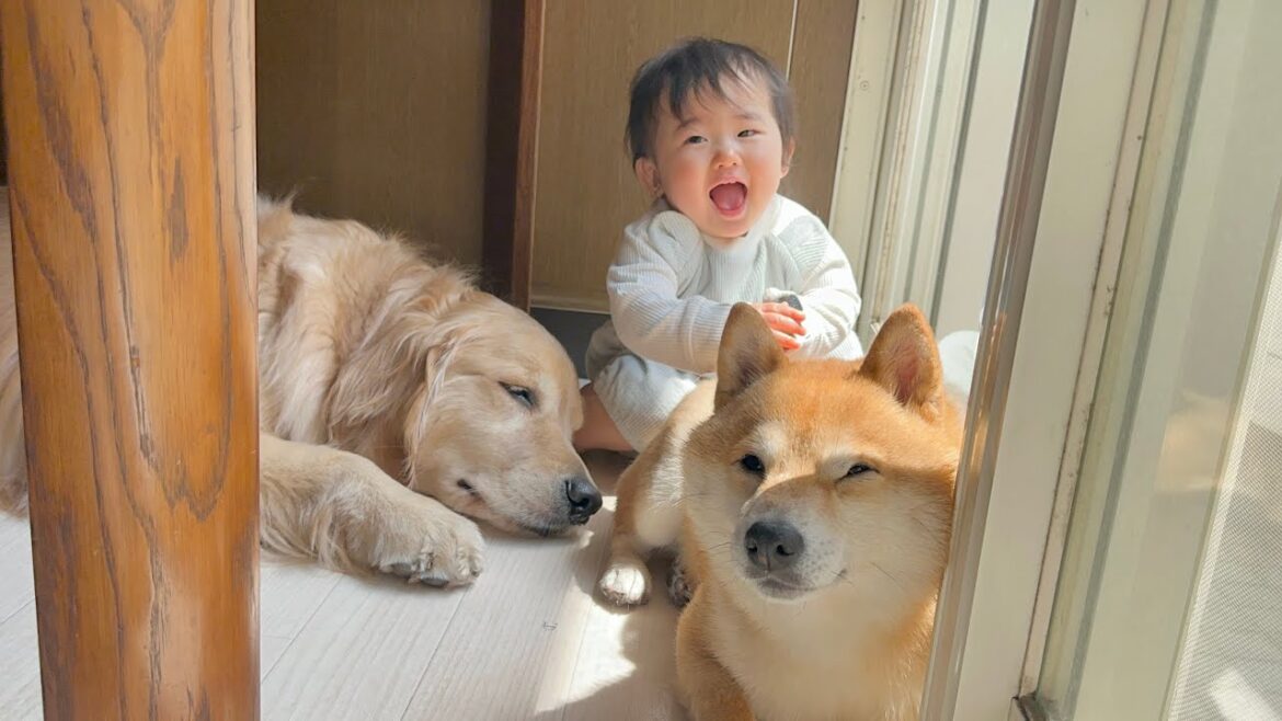 なんでも同じ事がしたくなってしまう0歳児と自分たちの居場所もすぐに譲ってあげる優しい豆柴とゴールデンレトリバー なんでも同じ事がしたくなってしまう0歳児と自分たちの居場所もすぐに譲ってあげる優しい豆柴とゴールデンレトリバー
