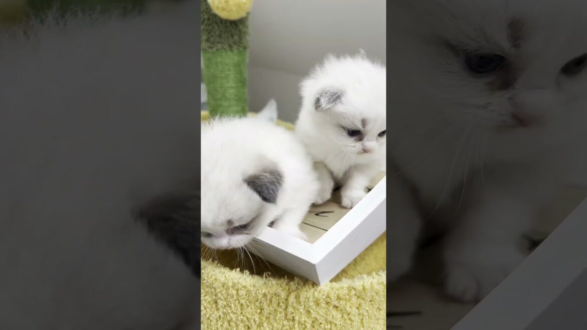 Cute kitten #cat #lovecats #cats #catvideos #kittens #catlover #princesscat #kitten