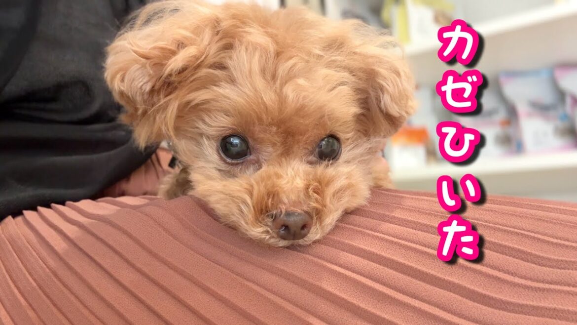 【風邪】愛犬のクシャミと咳が止まらないので病院に行ったら、満面の笑みで寝ました…!【トイプードルのコロン】 【風邪】愛犬のクシャミと咳が止まらないので病院に行ったら、満面の笑みで寝ました…!【トイプードルのコロン】