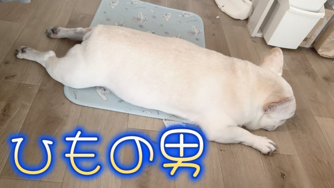春はよく寝るぽーちゃん【フレンチブルドッグ frenchbulldog】