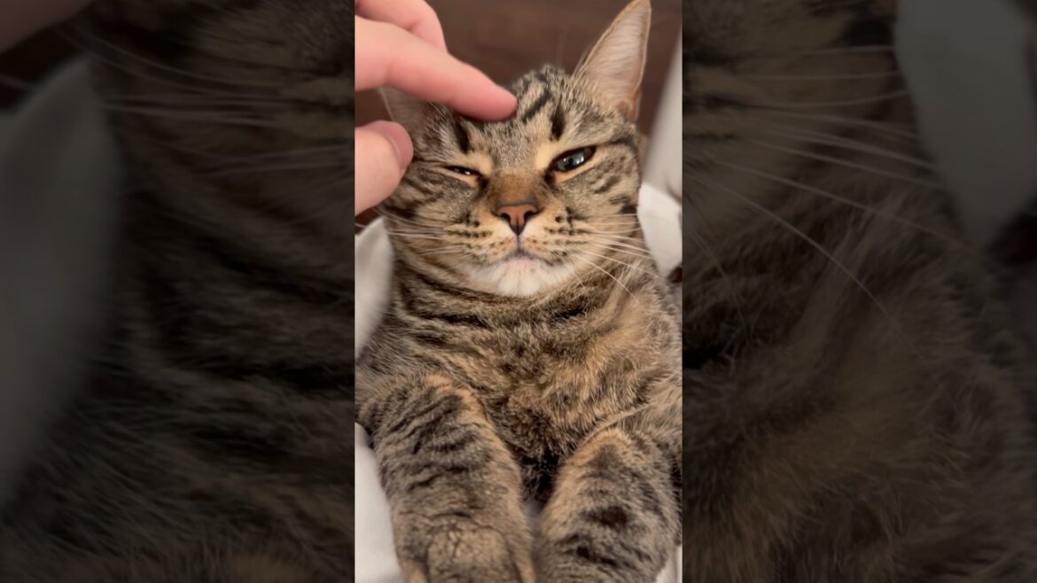 一日お留守番してた猫たちを愛でまくる飼主www #shorts #猫 #cat 一日お留守番してた猫たちを愛でまくる飼主www #shorts #猫 #cat