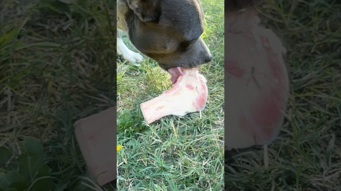 DOUBLE LICK 👅 DOG BONE 🦴 BLUE STAFFY