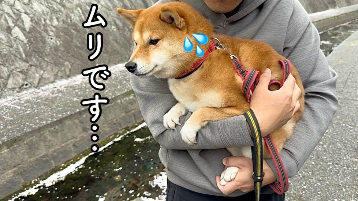 豆柴姉妹と今年最後の桜を見に出かけたら…まさかのこうなっちゃいました笑