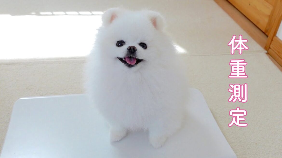 マヨの体重が増えてしまいました