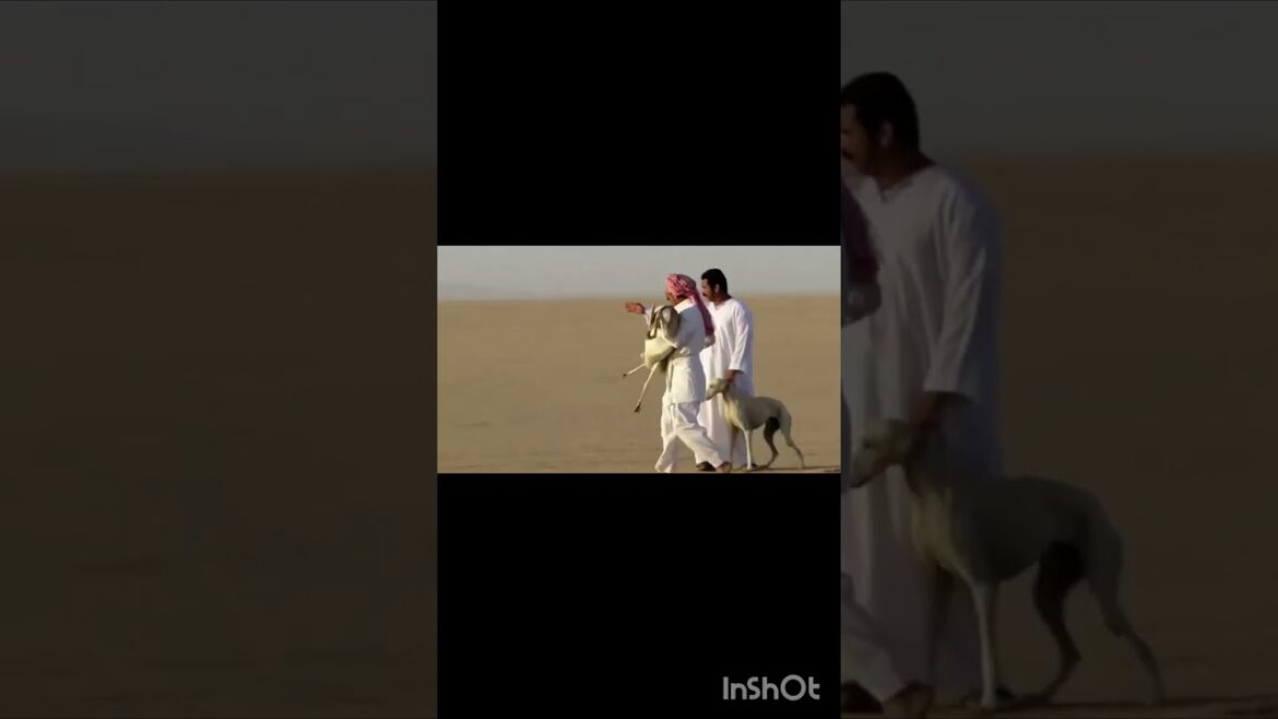 Arabian saluki dog race | Saluki chasing gazelle in desert | Saluki dog hunting gazelle