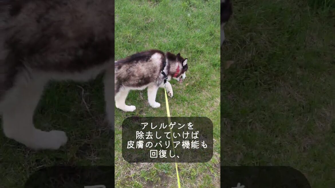 食物アレルギーだった我が家のハスキー #犬のアレルギー #シベリアンハスキー #husky