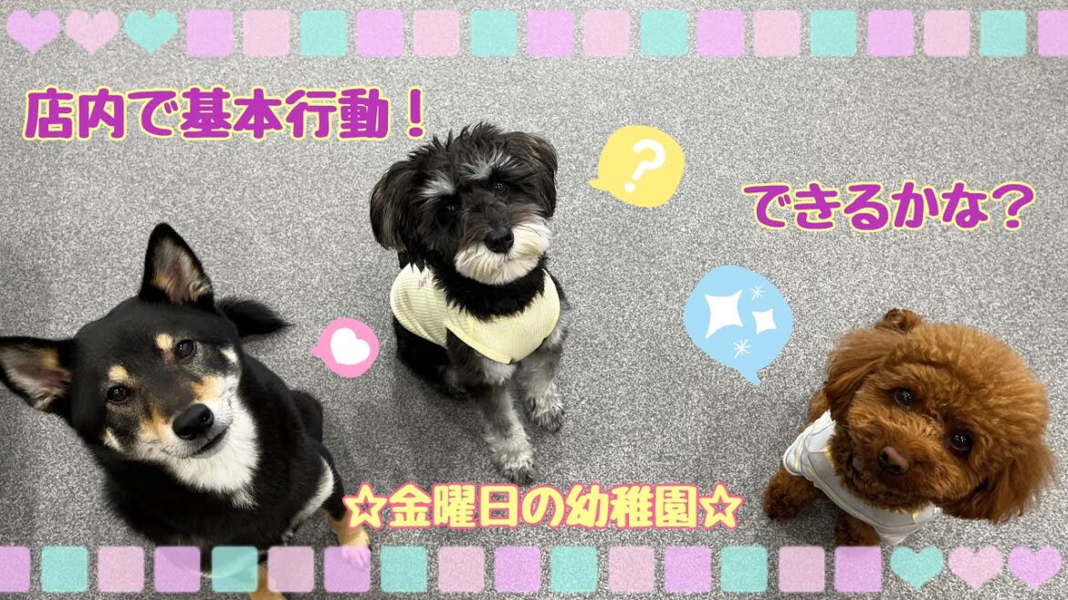 【犬の幼稚園】万代店☆金曜日の幼稚園☆