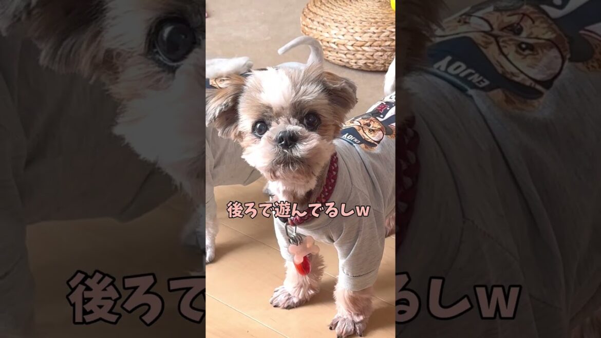 うるさくないのよっ💢#シーズー #いぬ #犬 #マルシーズー #わんこ #マルチーズ #イヌ うるさくないのよっ💢#シーズー #いぬ #犬 #マルシーズー #わんこ #マルチーズ #イヌ