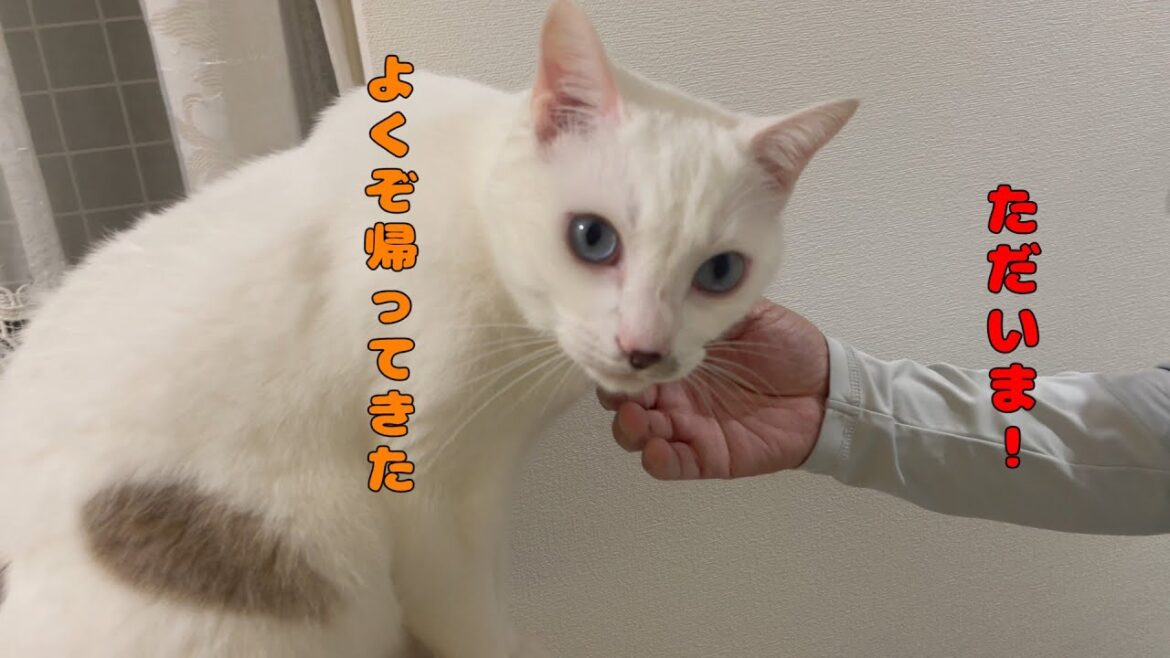 パパの帰宅を察知して玄関でお出迎え待機する弟猫が可愛い パパの帰宅を察知して玄関でお出迎え待機する弟猫が可愛い