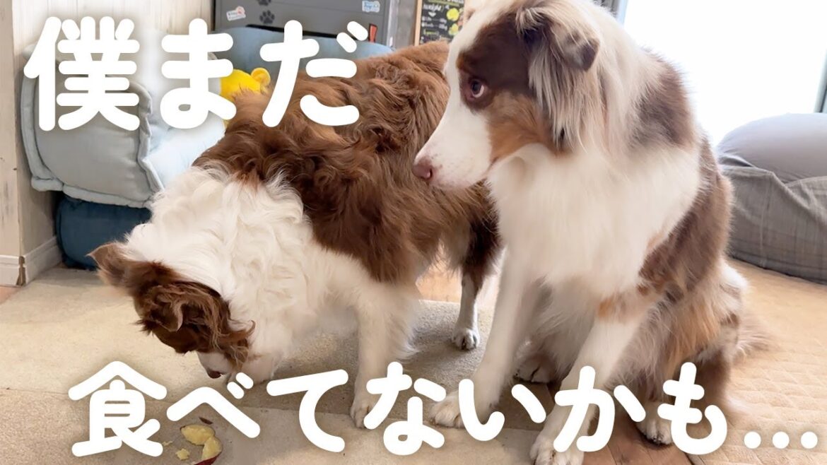 できたてのお芋が美味しすぎて一瞬で食べちゃった時の犬の反応が切なすぎました😭笑【オーストラリアンシェパード・ボーダーコリー】 できたてのお芋が美味しすぎて一瞬で食べちゃった時の犬の反応が切なすぎました😭笑【オーストラリアンシェパード・ボーダーコリー】