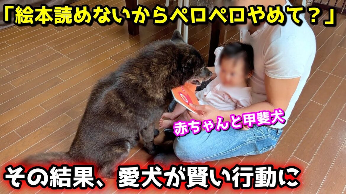 絵本中も赤ちゃんの子守りがしたい甲斐犬・・・やめて？と伝えたら賢い行動に笑