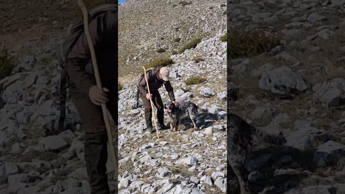 Iago,English Setter #nature #mountains #hunting