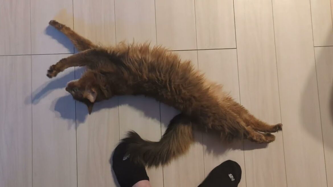 【1186日目】はいはい撫でてほしいのね #ソマリ #cat